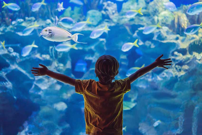 Boy-In-Aquarium